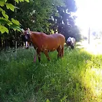 U Bečova Nad Teplou *